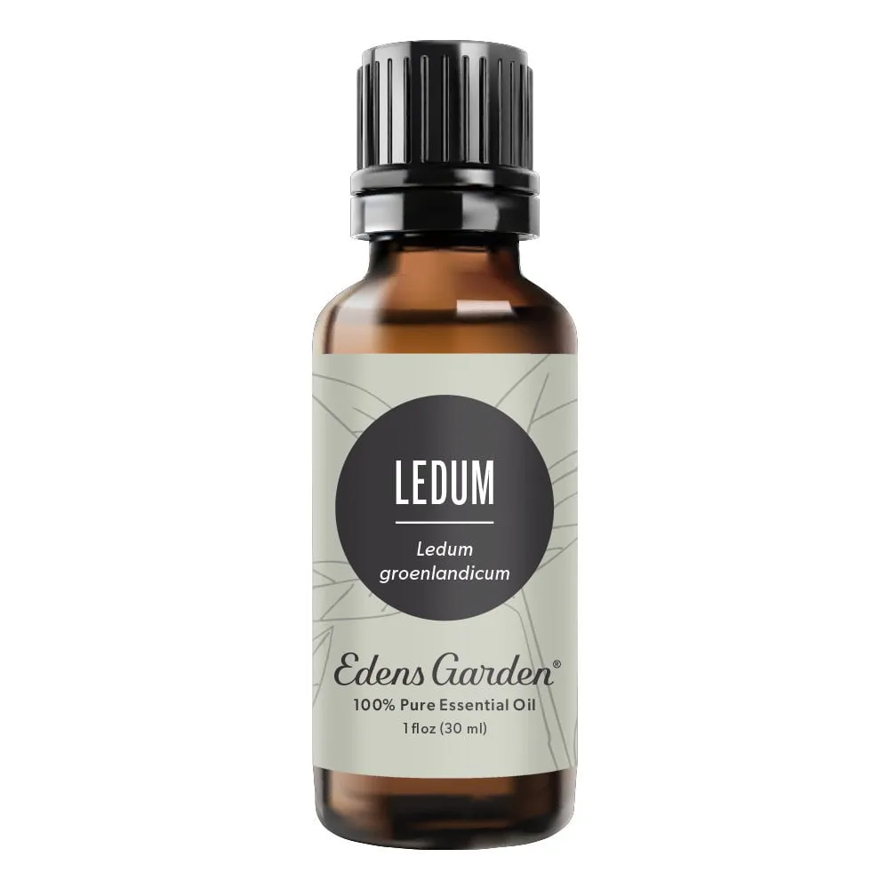 Ledum Essential Oil
