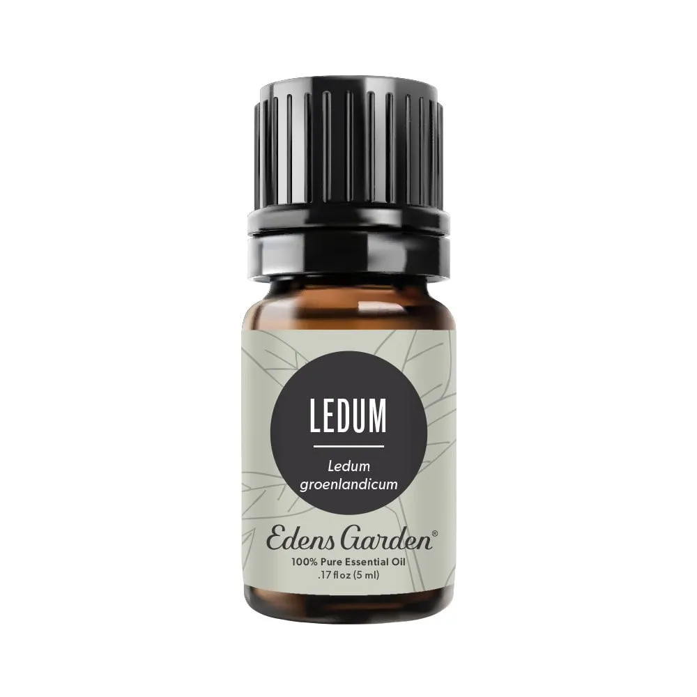 Ledum Essential Oil