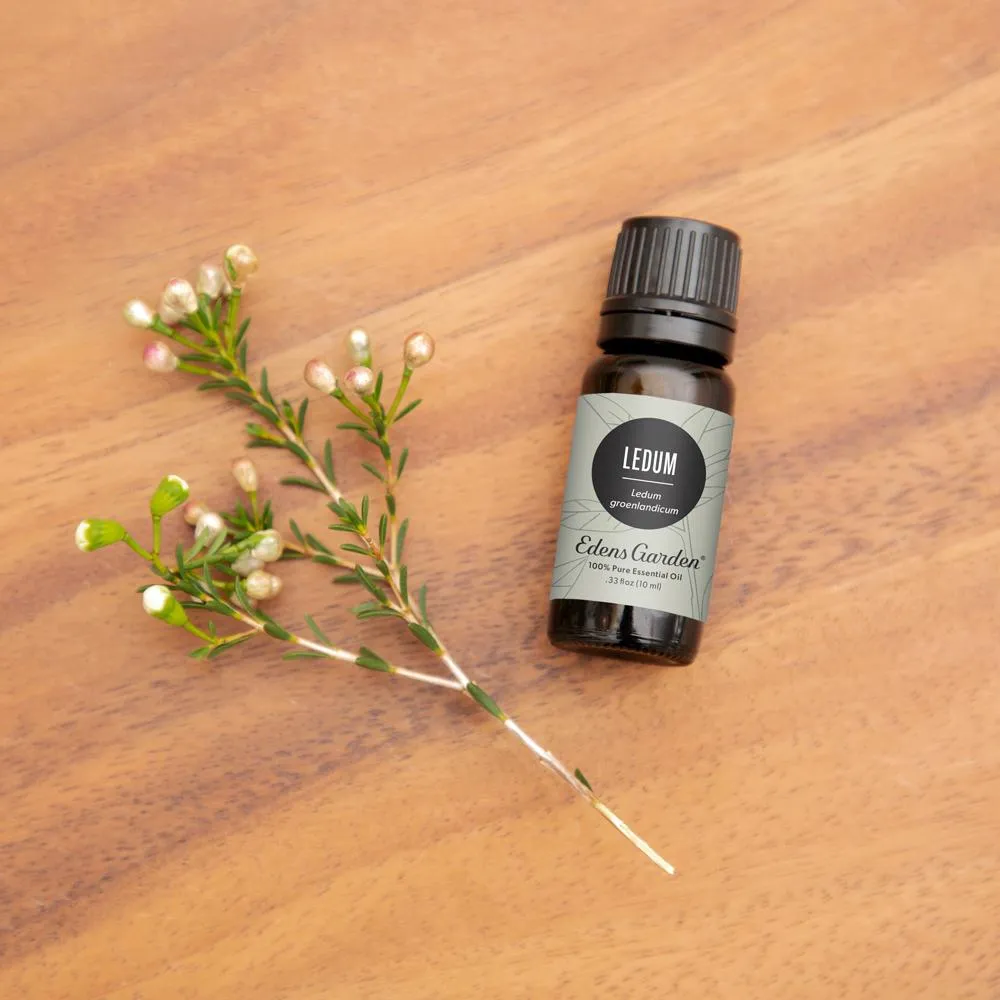 Ledum Essential Oil